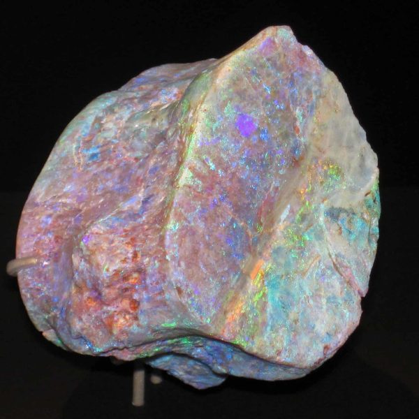 The Fascinating World of Opalized Fossils